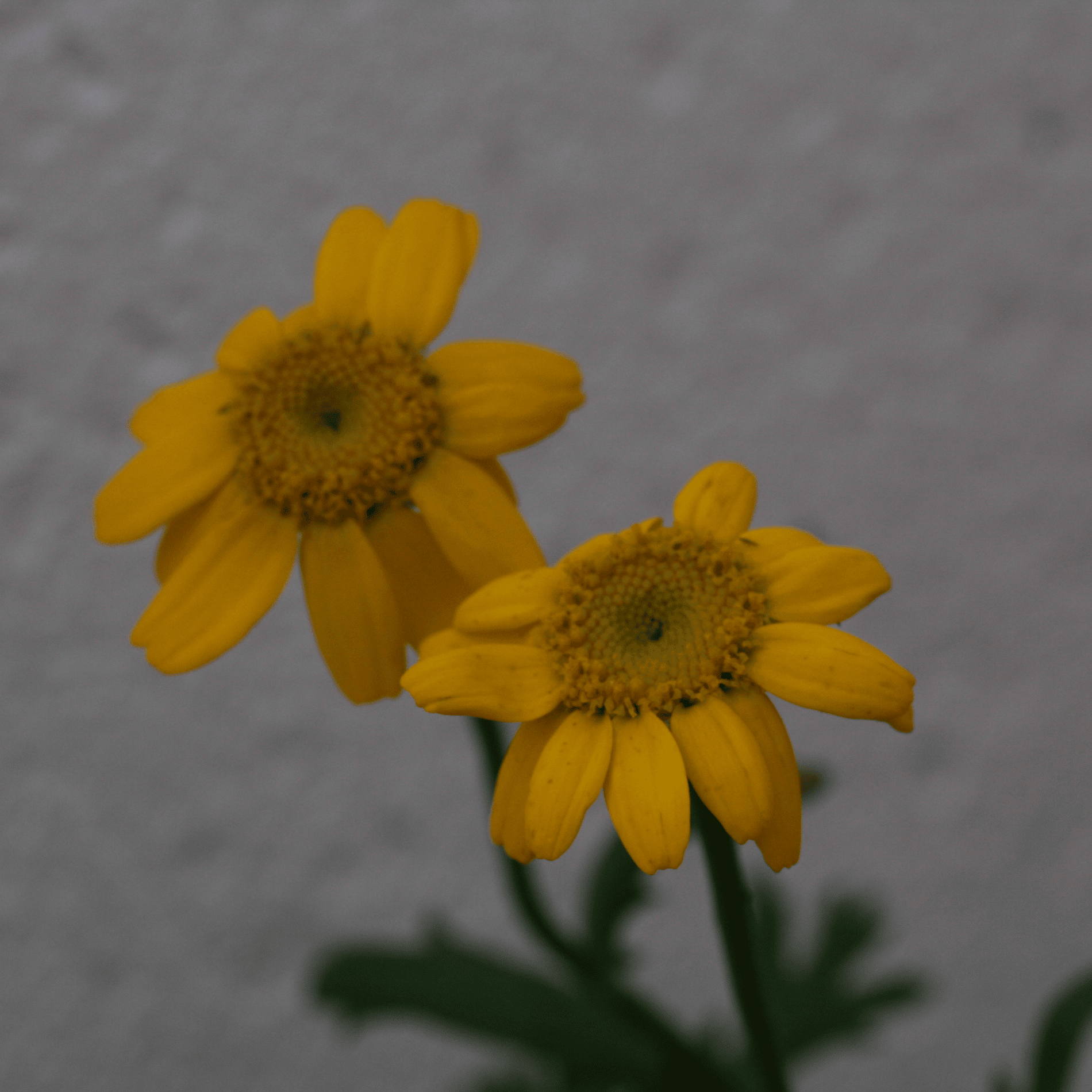 Saatwucherblume | Saatgut