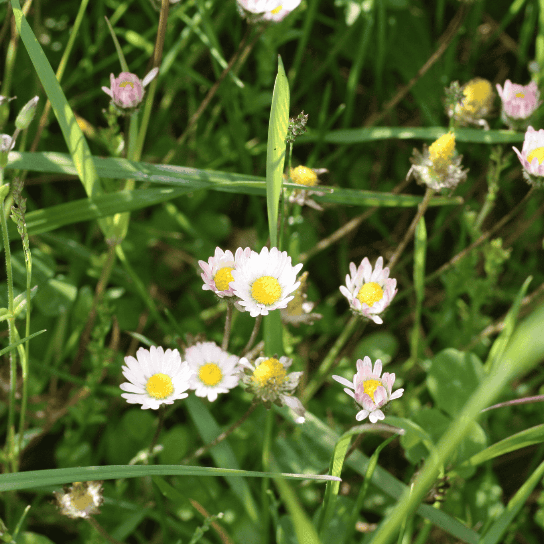 Gänseblümchen | Saatgut