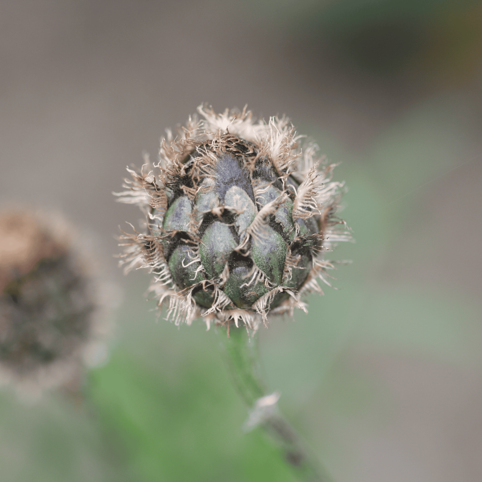 Skarbiosen Flockenblume | Saatgut