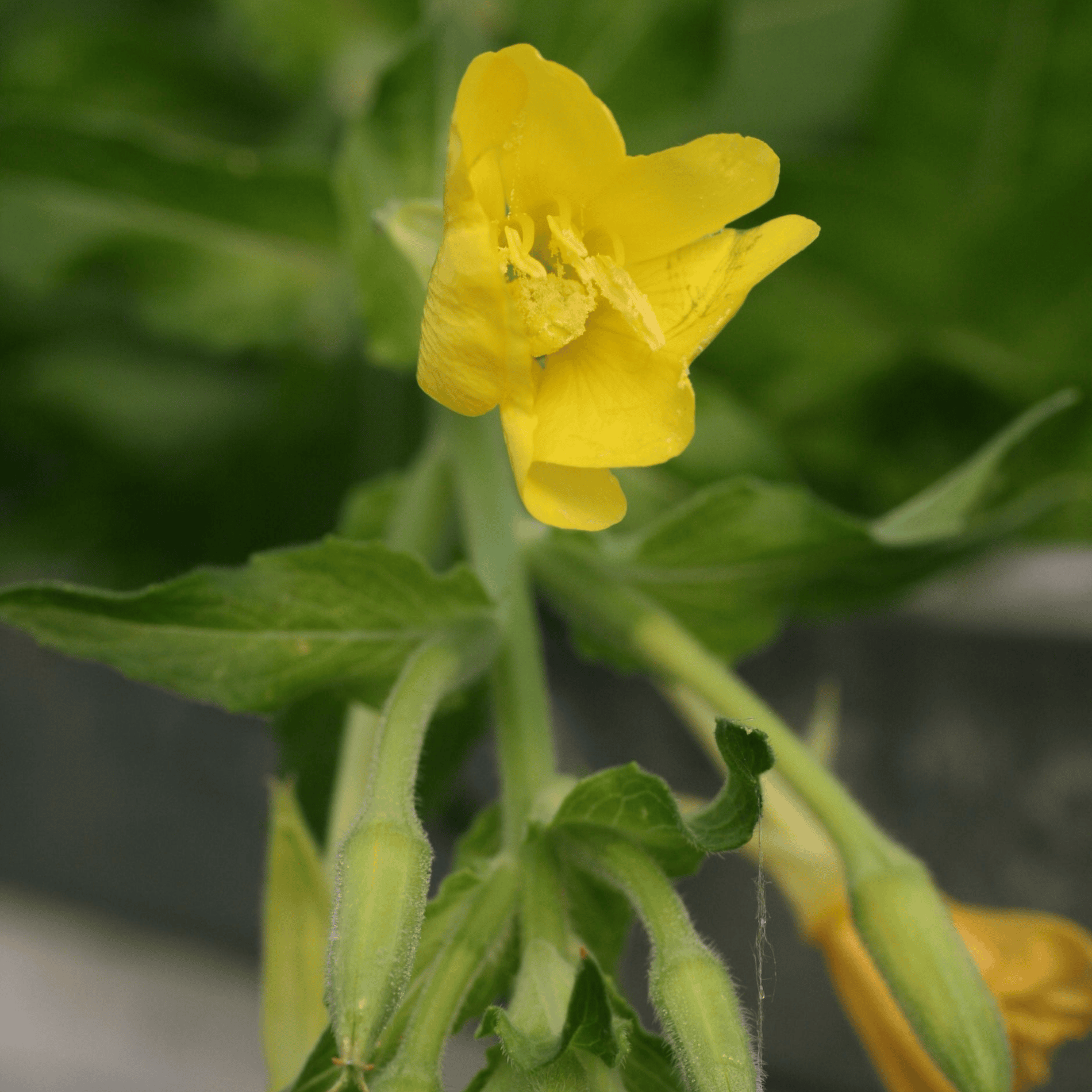 Gemeine Nachtkerze | Saatgut