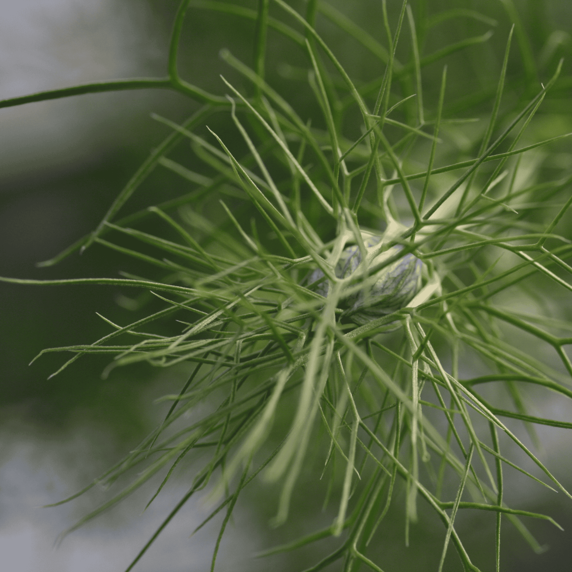 Schwarzkümmel | Saatgut