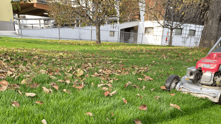 Rasenpflege im Herbst